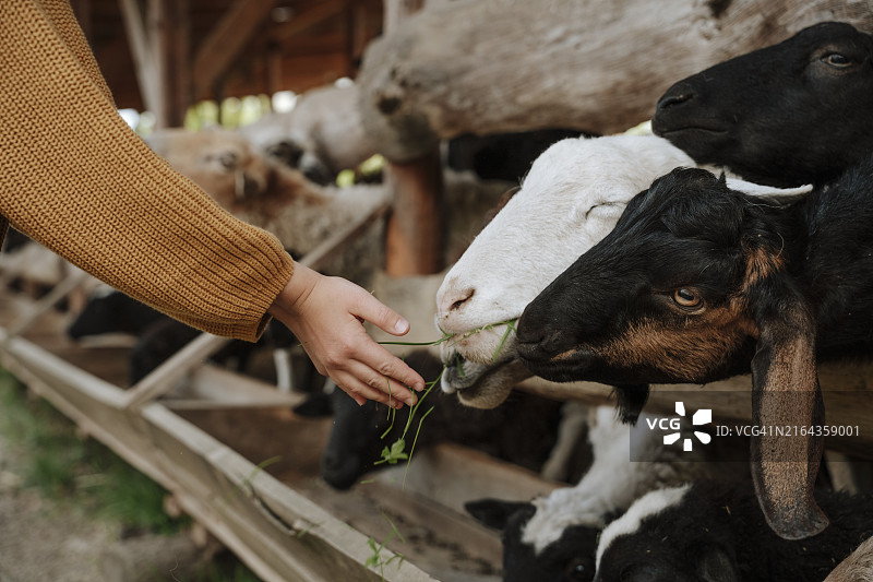 女孩在农场喂山羊图片素材