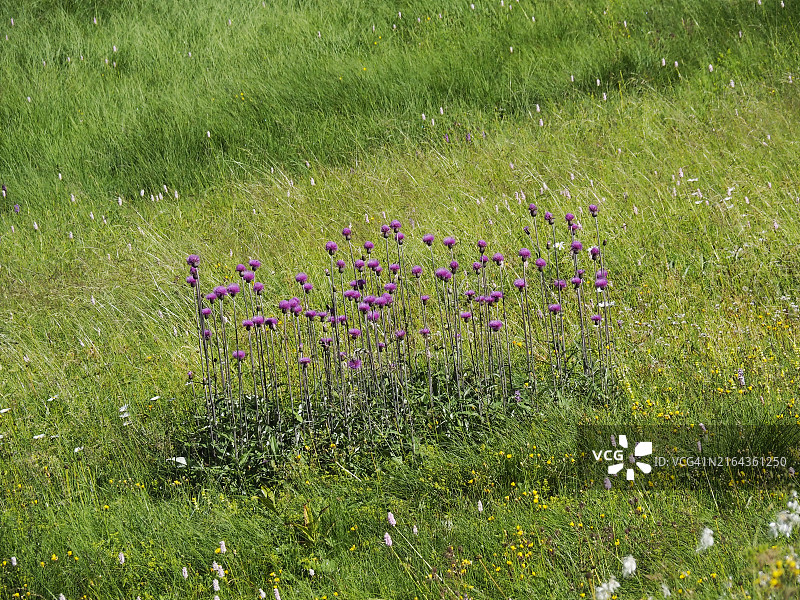福马扎山谷中开花的苏格兰蓟图片素材