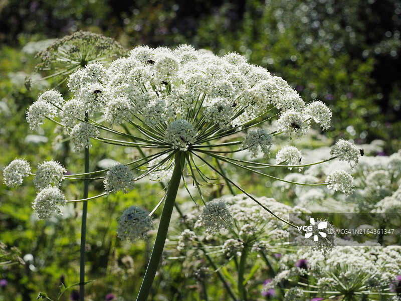 开花的巨型大猪草图片素材