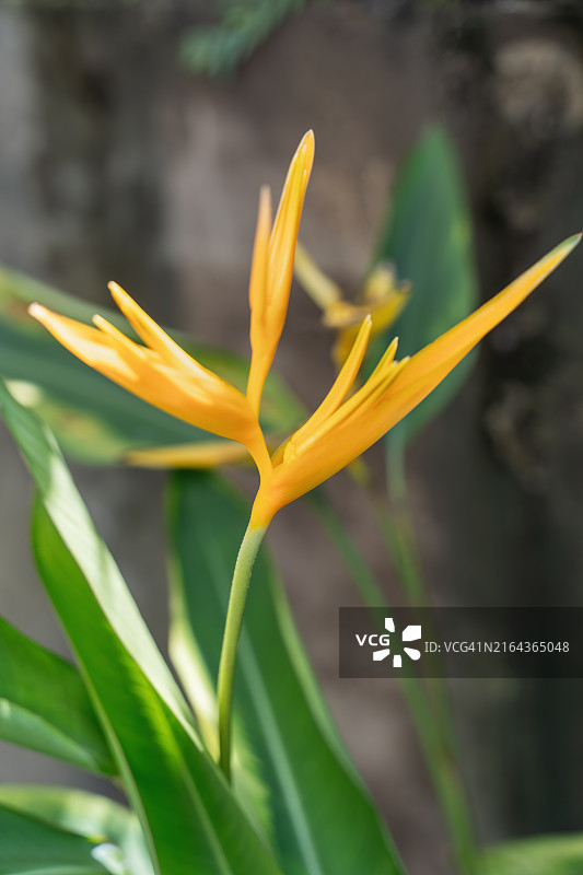 盛开的黄色天堂鸟图片素材