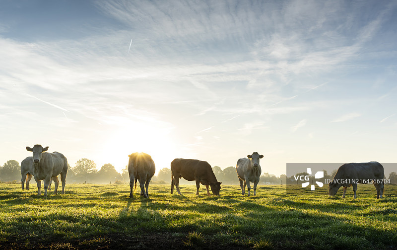 荷兰多云天空下的草地牧牛图片素材
