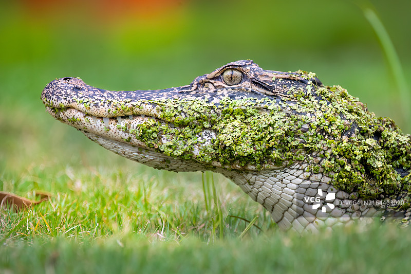 短吻鳄特写，美国南卡罗来纳州乔治敦县图片素材