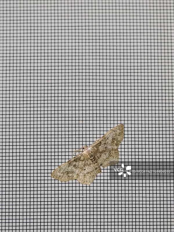 金属上蝴蝶的特写，美国马萨诸塞州韦尔斯利图片素材