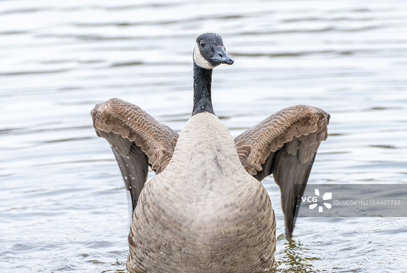 湖中游泳的天鹅特写，美国马萨诸塞州韦克菲尔德图片素材