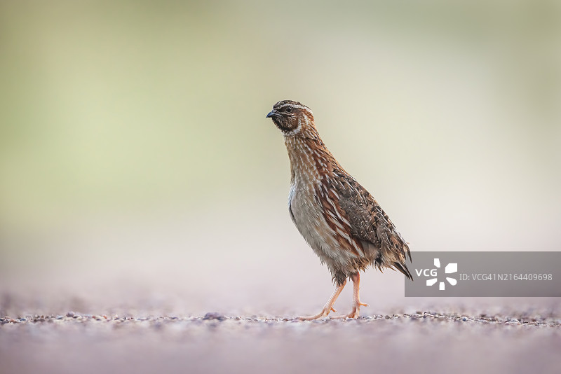 秧鸡特写图片素材