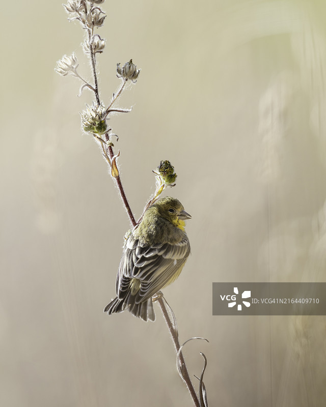 栖息在树枝上的苍头燕雀特写，美国加利福尼亚州阿什兰图片素材