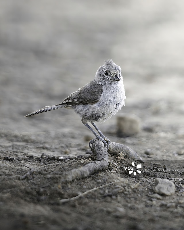 美国俄勒冈州阿什兰站在树枝上的橡树山雀图片素材