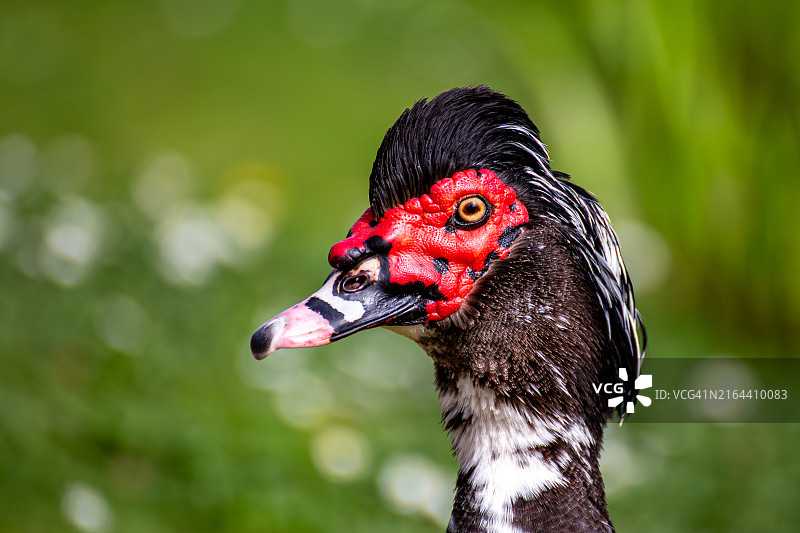 鸭子特写图片素材
