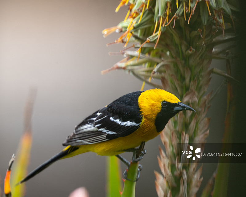 鸣禽栖息在植物上，美国加利福尼亚州蒙特西托特写图片素材