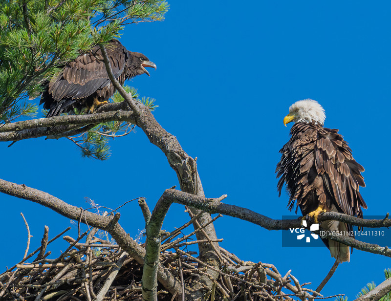 仰视角度拍摄的栖息在树上的秃鹰，背景是晴朗的蓝天图片素材