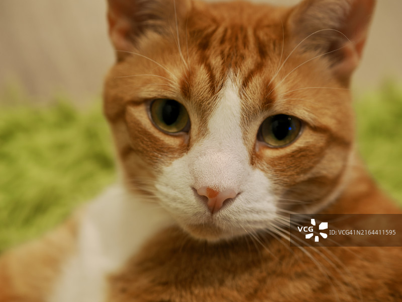 猫咪在美国加州山景城的特写肖像图片素材