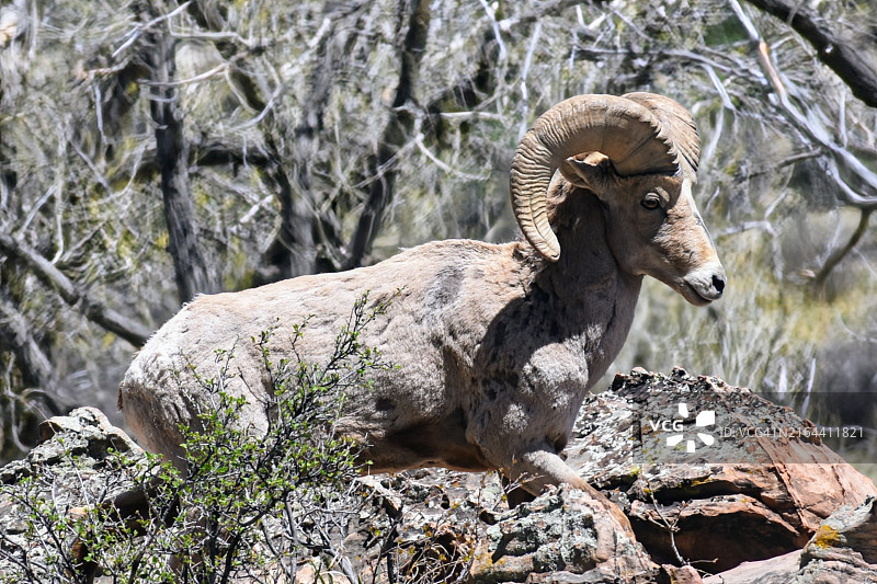 站在岩石上的山羊侧面照，美国科罗拉多州图片素材