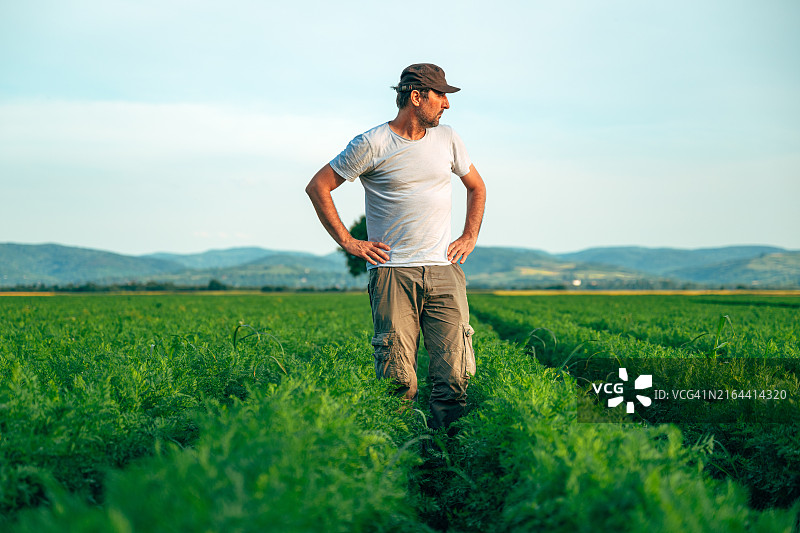农场工人站在胡萝卜种植园里检查作物图片素材