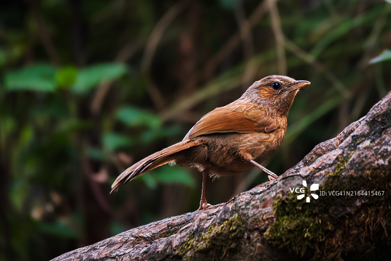 鸣禽栖息在树枝上的特写图片素材