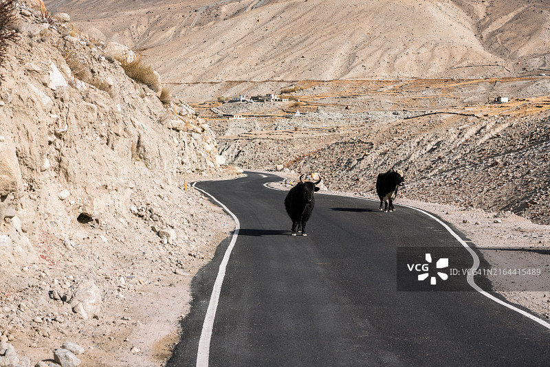 牦牛在山路上行走图片素材