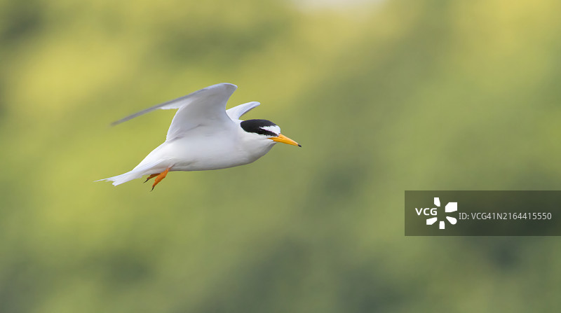 候鸟在户外飞行的特写图片素材