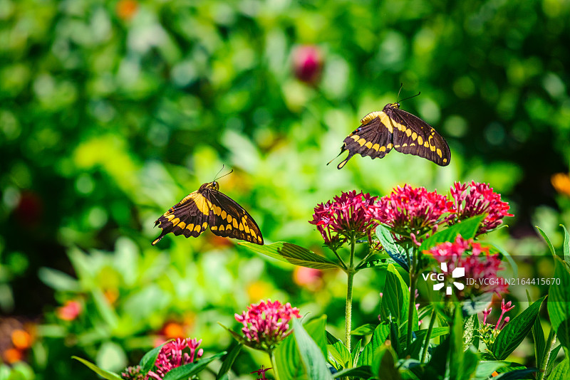 花朵上的蝴蝶特写，美国德克萨斯州圣安东尼奥图片素材