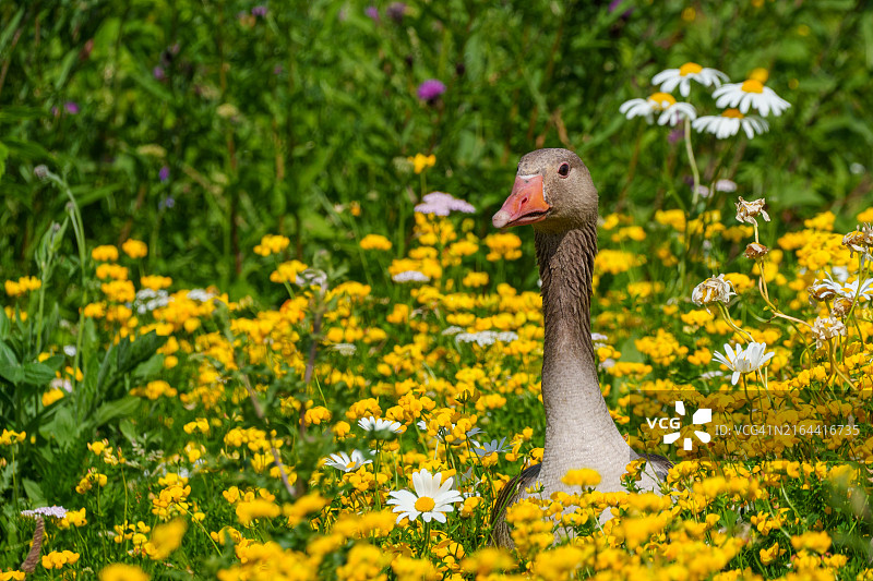 荷兰莱利斯塔德，栖息在黄色花朵上的灰雁特写图片素材