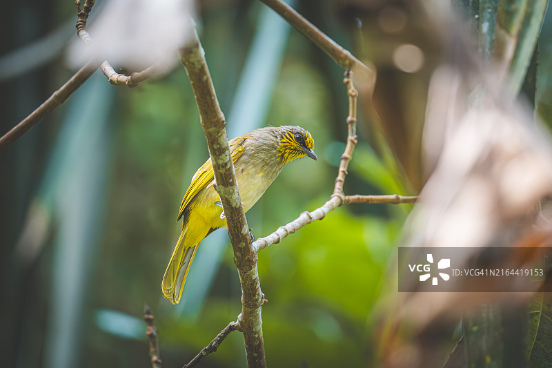 热带鸣禽栖息在树枝上的特写图片素材