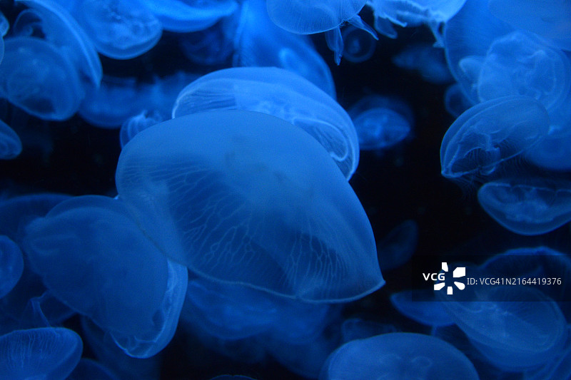 水母在水下游泳的特写，日本图片素材