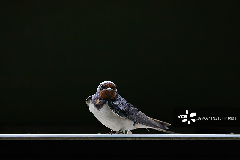 阿尔梅勒自然保护区中的鸟类图片素材