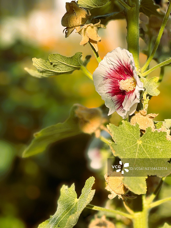 美国开花植物特写图片素材