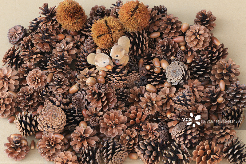 日本松果特写图片素材