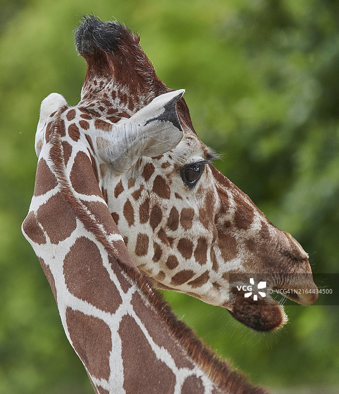特写：网纹长颈鹿图片素材