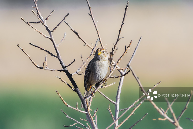 美国加利福尼亚州弗里蒙特市蓝喉鸟栖息于树枝特写图片素材