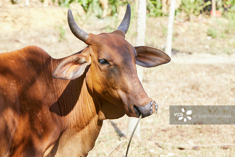 奶牛特写图片素材