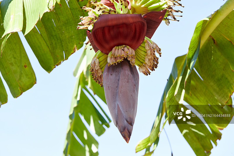 田野中香蕉花的仰视视角图片素材