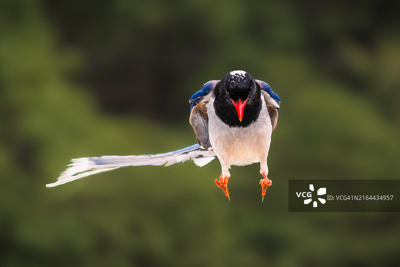 户外飞行的海鹦鹉特写图片素材