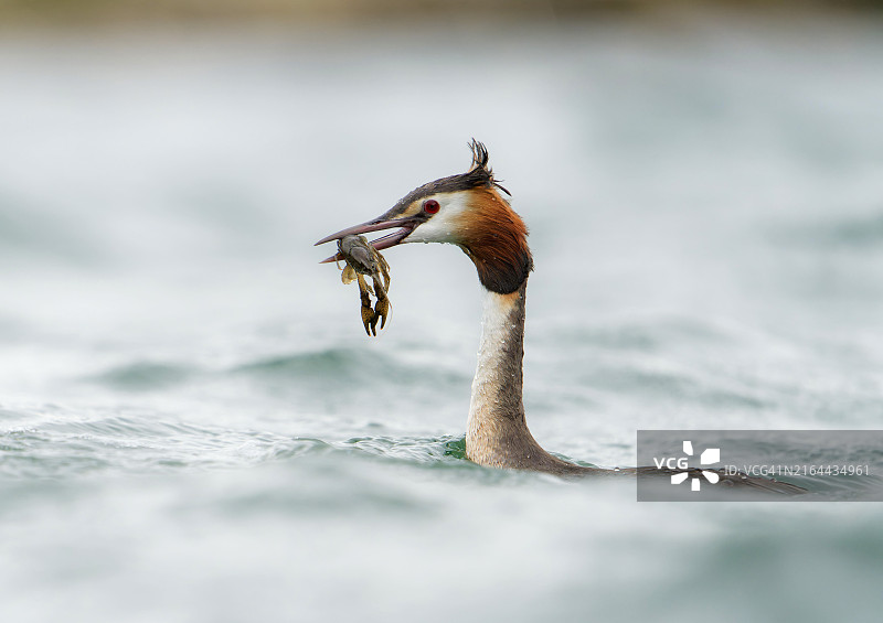 在湖中游泳的凤头鸊鷉特写图片素材