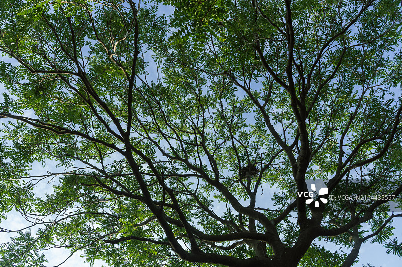 树木与天空的低角度视图图片素材