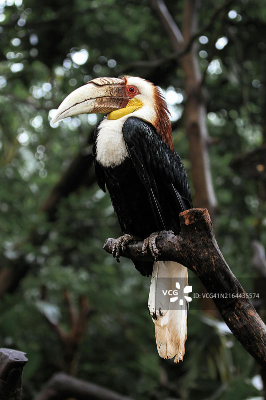 美丽的犀鸟图片素材