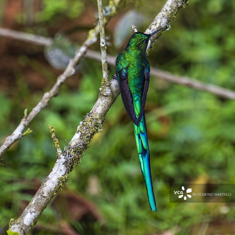 蜂鸟特写：绿色蜂鸟栖息在树枝上图片素材