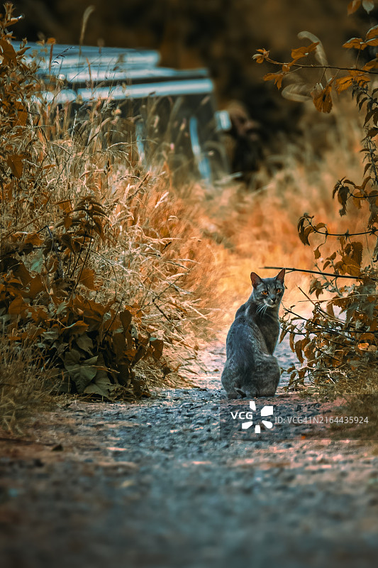 野生猫咪在温暖的阳光下休憩图片素材