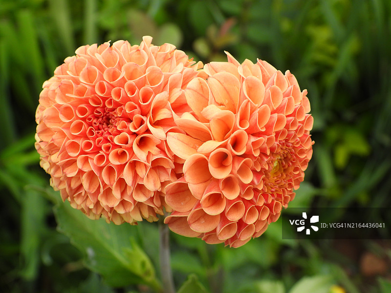 大丽花特写，犹他州，印度图片素材