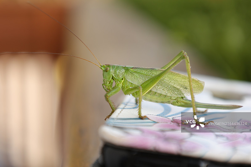 螳螂特写图片素材