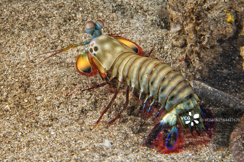 昆虫特写图片素材