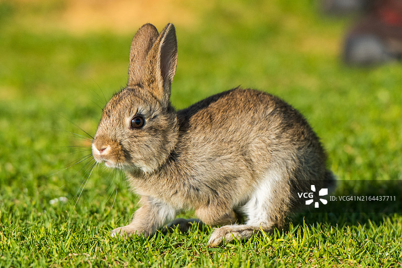 小野兔幼崽图片素材
