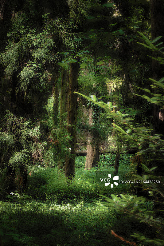 森林中的树木图片素材