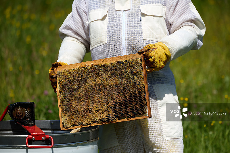 穿着防护服的养蜂人从蜂箱中采集蜂蜜图片素材