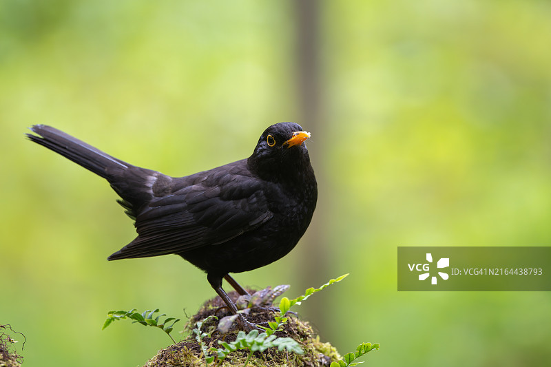 栖息在植物上的乌鸫特写，英国坎布里亚郡图片素材