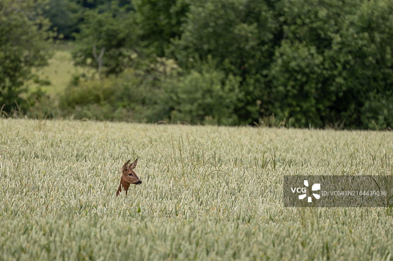 红鹿，马鹿，在东格林斯特德附近的麦田里图片素材