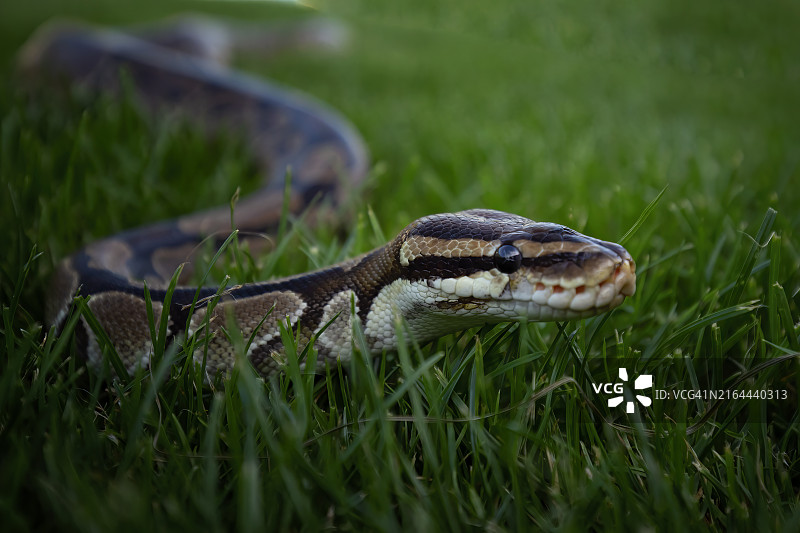 蟒蛇在田野上的特写图片素材