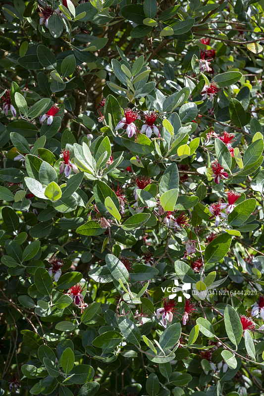 夏季花园盛开的斐济果图片素材