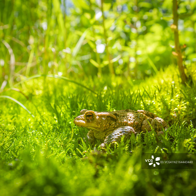 蟾蜍坐在绿草中 портрет图片素材