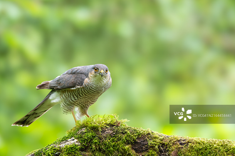 栖息在苔藓上的猛禽特写，英国坎布里亚图片素材