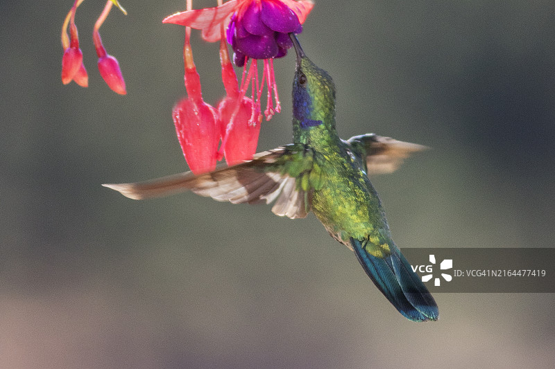 绿耳蜂鸟在花上觅食图片素材